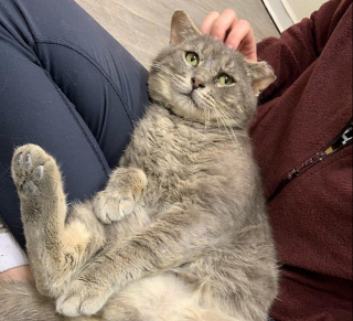 Illustration de l'article : Un chat livré à lui-même dans la rue change la vie des personnes lui ayant offert l'hospitalité et de chatons orphelins