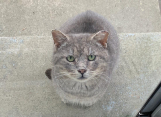 Illustration de l'article : Un chat livré à lui-même dans la rue change la vie des personnes lui ayant offert l'hospitalité et de chatons orphelins