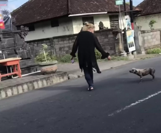 Illustration de l'article : Cette chienne errante ressemblait à une hyène lors de son sauvetage avant une transformation déconcertante (vidéo)