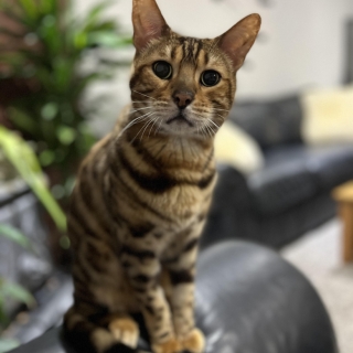 Illustration de l'article : Ce chat têtu dialogue de manière surréaliste avec sa maîtresse pour aller dormir