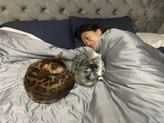 Illustration de l'article : Ce chat têtu dialogue de manière surréaliste avec sa maîtresse pour aller dormir