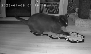 Illustration de l'article : Elle pensait que les boutons de communication pour que son chat puisse s'exprimer étaient une bonne idée : elle avait tort ! (Vidéo)