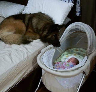 Illustration de l'article : 16 photos prouvant que les chiens sont des partenaires de vie au grand cœur