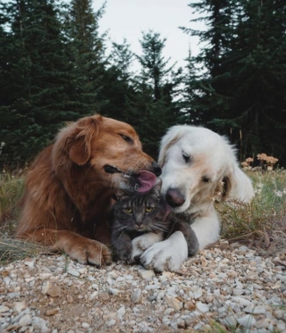 Illustration de l'article : 16 photos prouvant que les chiens sont des partenaires de vie au grand cœur