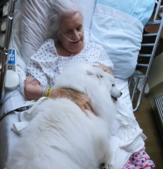 Illustration de l'article : 16 photos prouvant que les chiens sont des partenaires de vie au grand cœur
