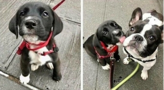 Illustration de l'article : 16 photos prouvant que les chiens sont des partenaires de vie au grand cœur