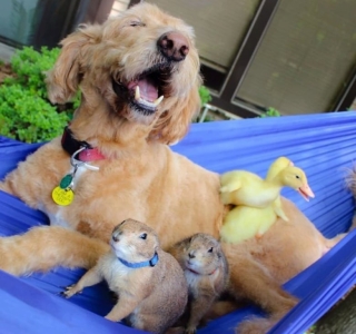 Illustration de l'article : 16 photos prouvant que les chiens sont des partenaires de vie au grand cœur