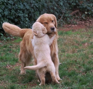 Illustration de l'article : 16 photos prouvant que les chiens sont des partenaires de vie au grand cœur