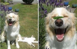Illustration de l'article : 16 photos prouvant que les chiens sont des partenaires de vie au grand cœur