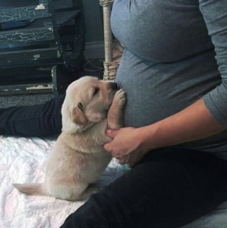 Illustration de l'article : 16 photos prouvant que les chiens sont des partenaires de vie au grand cœur