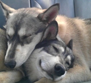 Illustration de l'article : 16 photos prouvant que les chiens sont des partenaires de vie au grand cœur