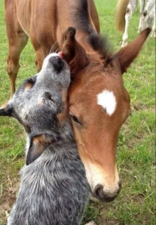 Illustration de l'article : 16 photos prouvant que les chiens sont des partenaires de vie au grand cœur