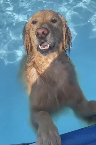Illustration de l'article : L’irrésistible caprice d’un Golden Retriever qui refuse de sortir de sa piscine séduit des millions d’internautes (vidéo)