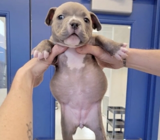 Illustration de l'article : Cette petite chienne abandonnée à cause de son handicap se relève de toutes les épreuves (vidéo)