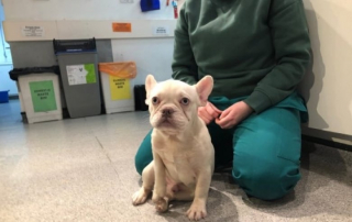 Illustration de l'article : Abandonné pour des raisons financières et privé de soins, ce chiot espère retrouver la santé ainsi que la joie de vivre (vidéo)