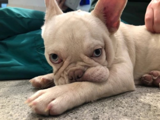 Illustration de l'article : Abandonné pour des raisons financières et privé de soins, ce chiot espère retrouver la santé ainsi que la joie de vivre (vidéo)