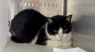 Illustration de l'article : Pour cause de divorce, une famille abandonne son chat de 8 ans dans une boîte en carton devant la maison d'un voisin (vidéo)