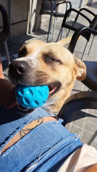 Illustration de l'article : Une chienne profite de l'inattention de son adoptante pour piquer une tête dans une fontaine publique, sous le regard amusé des passants (vidéo)