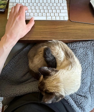 Illustration de l'article : Ce chat de 14 ans sera éternellement reconnaissant pour le geste qu'a fait cette famille