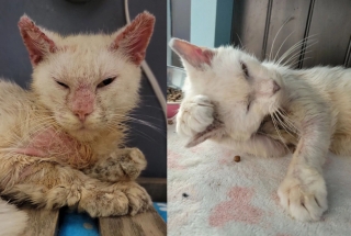 Illustration de l'article : Un chat errant et défiguré par la gale réalise une transformation inattendue grâce à l'amour de sa bienfaitrice (vidéo)