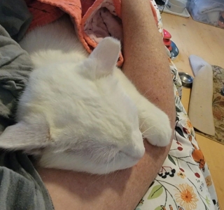 Illustration de l'article : Un chat errant et défiguré par la gale réalise une transformation inattendue grâce à l'amour de sa bienfaitrice (vidéo)