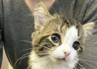 Illustration de l'article : Ce chaton atteint d'une maladie rare subit une opération inédite grâce aux dons