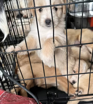 Illustration de l'article : Une chienne errante au grand cœur réserve un cadeau de taille à celle qui l'a trouvée
