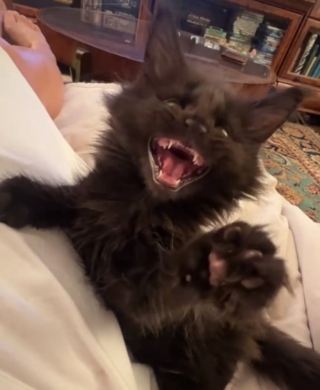 Illustration de l'article : Ce chaton Maine Coon prénommé "Dracula" possède un miaulement hors du commun (vidéo)