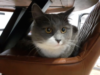 Illustration de l'article : Un chat abandonné dans sa caisse de transport n'avait plus que sa peluche comme compagnie