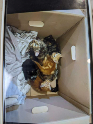 Illustration de l'article : Une chatte blessée et ses chatons sauvés d'une décharge sauvage trouvent un nouveau foyer après leur découverte fortuite par une passante