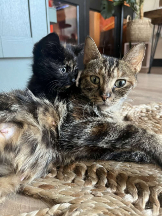 Illustration de l'article : Une chatte blessée et ses chatons sauvés d'une décharge sauvage trouvent un nouveau foyer après leur découverte fortuite par une passante