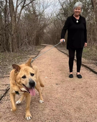 Illustration de l'article : Ce chien lourdement handicapé connaît la délivrance quand il est enfin adopté