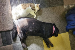 Illustration de l'article : Une chienne senior Labrador Retriever abandonnée est sauvée par un refuge pour chats et adoptée par sa fondatrice