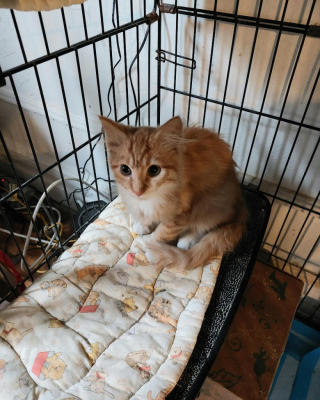 Illustration de l'article : Ce papa chat exemplaire fait tout pour bien s'occuper et protéger son chaton des dangers de la rue