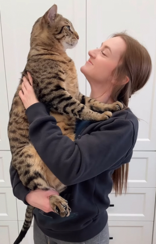 Illustration de l'article : Avec sa taille imposante et son comportement proche de celui des chiens, ce chat impressionne ceux qui le rencontrent pour la première fois