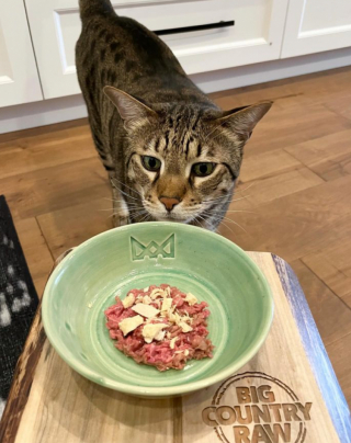 Illustration de l'article : Avec sa taille imposante et son comportement proche de celui des chiens, ce chat impressionne ceux qui le rencontrent pour la première fois