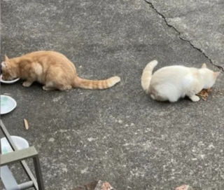 Illustration de l'article : Ayant passé plusieurs années dans la rue aux côtés d’un ami, un chat secouru par une association accepte mal sa solitude et attend les retrouvailles