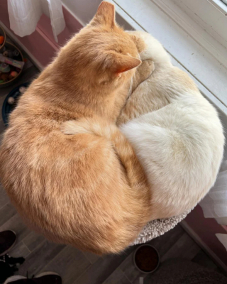 Illustration de l'article : Ayant passé plusieurs années dans la rue aux côtés d’un ami, un chat secouru par une association accepte mal sa solitude et attend les retrouvailles