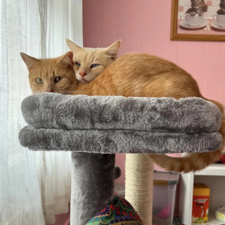 Illustration de l'article : Ayant passé plusieurs années dans la rue aux côtés d’un ami, un chat secouru par une association accepte mal sa solitude et attend les retrouvailles