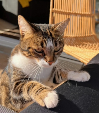 Illustration de l'article : Disparue sur une aire d’autoroute, une chatte refait surface plusieurs semaines plus tard pour le plus grand bonheur de son maître