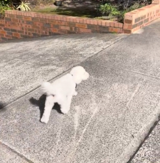 Illustration de l'article : Cette chienne pensait se promener, mais elle retrouve en fait sa maîtresse après un an de séparation (vidéo)
