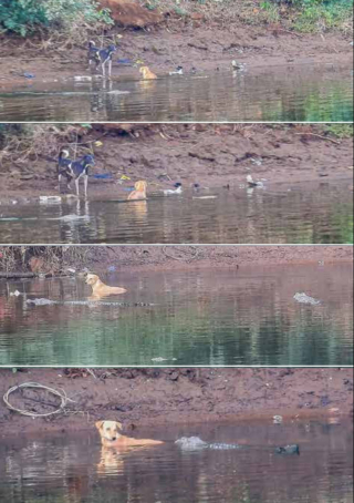 Illustration de l'article : L'acte d'empathie de ces crocodiles envers ce chien piégé dans une rivière divise les scientifiques