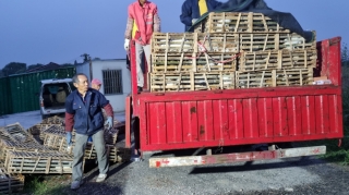Illustration de l'article : Un camion transportant 1000 chats jusqu'à l'abattoir a pu être intercepté par des militants de la cause animale