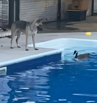 Illustration de l'article : Un Berger Allemand découvre une oie dans la piscine et développe une superbe amitié avec elle