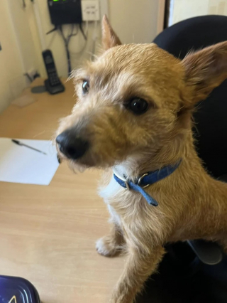 Illustration de l'article : Alors qu’il se rendait chez le toiletteur, ce chien ne pensait pas qu’il ne reverrait jamais son propriétaire