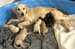 Illustration de l'article : Une maman Golden Retriever devient mère de substitution pour des bébés lycaons abandonnés