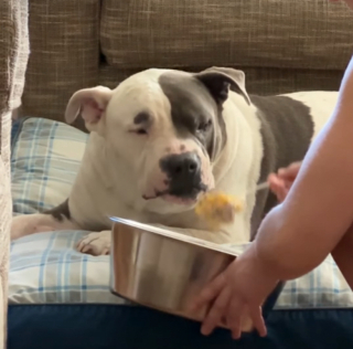 Illustration de l'article : Ce chien a pris l'étrange habitude d'être nourri à la fourchette, dans son panier (vidéo)
