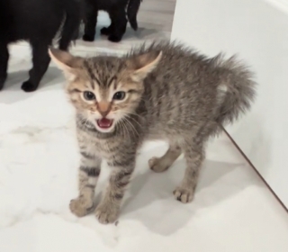 Illustration de l'article : Ces 4 chatons s'unissent et font le dos rond face à ce Teckel qui n'avait rien demandé (vidéo)