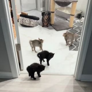 Illustration de l'article : Ces 4 chatons s'unissent et font le dos rond face à ce Teckel qui n'avait rien demandé (vidéo)