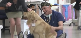 Illustration de l'article : Ayant œuvré toute sa vie pour le bien-être des patients de l’hôpital, une chienne de thérapie est célébrée lors de sa retraite forcée par la maladie